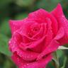 Sumhole rose photo