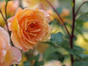 Tarantella rose photo
