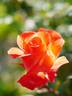 Corina rose photo