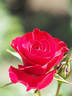 Wettra rose photo