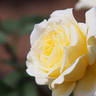 Hakuya rose photo
