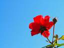 Fusilier rose photo