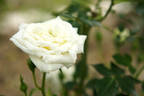 Bianco rose photo