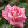 Guinevere rose photo