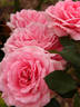 Carol rose photo
