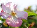 Fukumusume rose photo