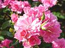 Lutin ® rose photo