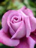 Thalassa rose photo