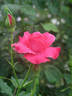 Průhonice rose photo