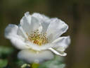 Weisse aus Sparrieshoop rose photo