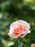 Calliope rose photo