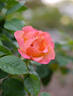 Honolulu rose photo