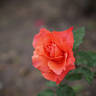 Blondie rose photo