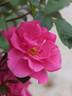 Music rose photo