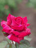 Delbard rose photo