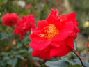 Alcazar rose photo