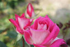 Kyōgoku rose photo