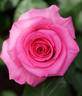 Laser rose photo