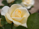 Messara rose photo