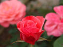 Dacapo rose photo