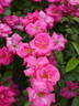 Gotenhafen rose photo