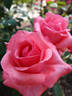Carlita rose photo
