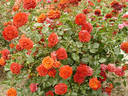 Ben Mable rose photo