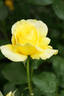 Tropical Sherbet rose photo