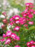 Hana rose photo