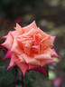 Sagano rose photo