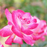 Akogare rose photo