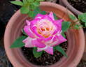 Apéritif rose photo