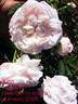 Juno rose photo