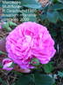 Mercedes rose photo