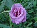 Azure Sea rose photo