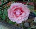 Geraldine Ferraro rose photo