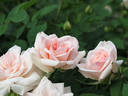 Sayokyoku rose photo
