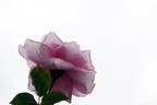 Music Maker rose photo