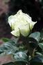 Masayuki rose photo
