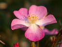 Shinagawa rose photo