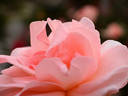 Little Princess rose photo