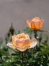 Granny's Favourite rose photo