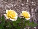 Little Lucia rose photo