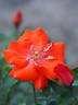 Orange Bunny ® rose photo