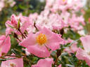 Harunoumi rose photo
