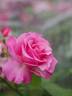 My Girl rose photo