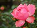 Hida rose photo