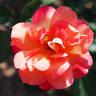 Desert Dance rose photo