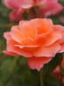Kate Sheppard rose photo