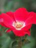 Scarlet Pearl rose photo